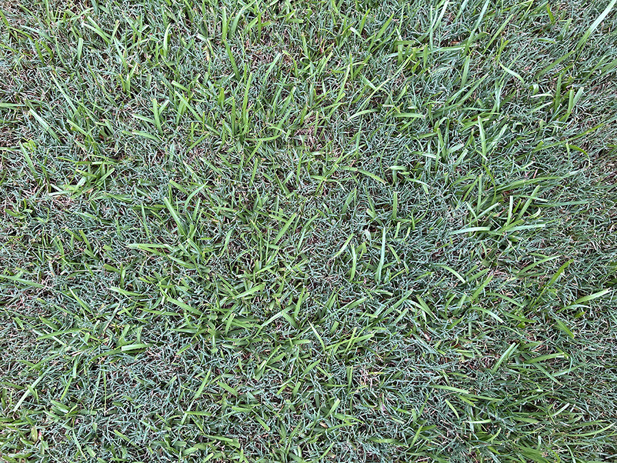 Lawn Care How to Get Centipedegrass out of Bermuda, Zoysia, and Tall